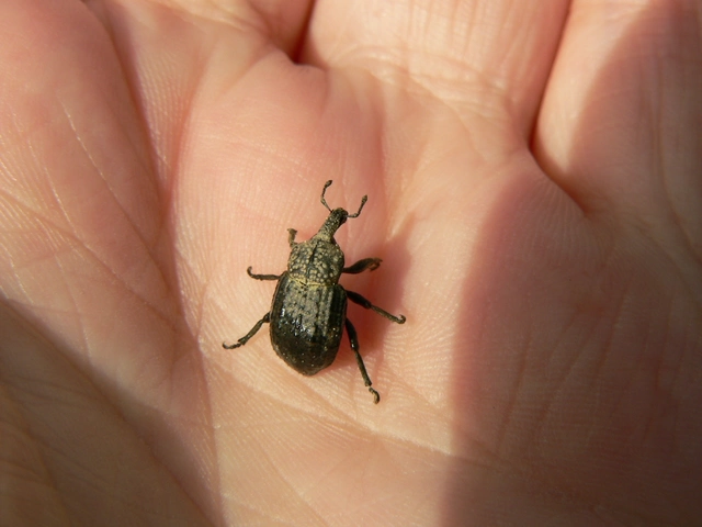 Minyops variolosus - nyugati bordásormányos