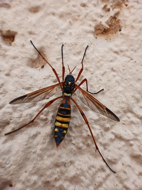 Ctenophora