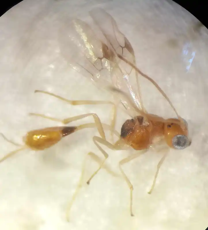 Chrysopophthorus