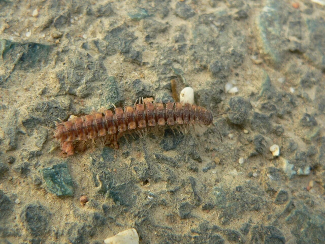 Diplopoda - Ikerszelvényesek