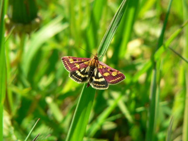 Pyrausta purpuralis - közönséges bíbormoly