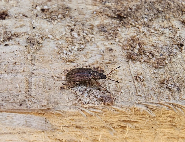 Phyllobius pyri - gyümölcsfa-levélormányos