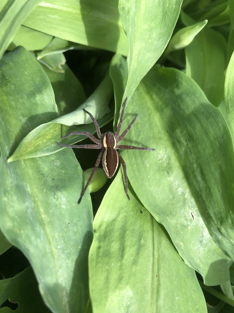 Dolomedes plantarius/fimbriatus