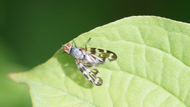 Otites centralis/guttata