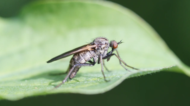 Empididae - táncoslegyek