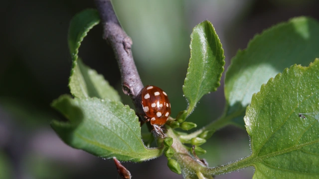 Calvia quatuordecimguttata - tizennégycseppes füsskata