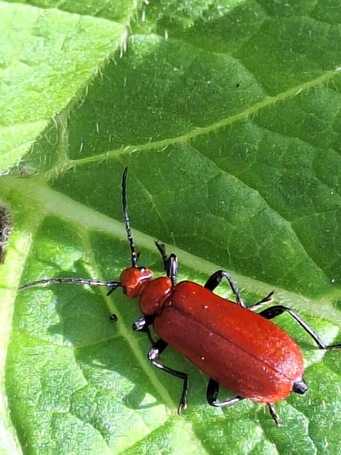 Pyrochroa serraticornis - közép-bíborbogár