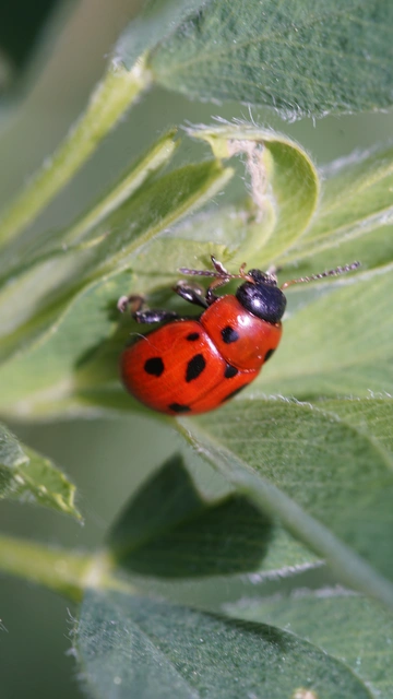 Gonioctena fornicata - közönséges lucernabogár