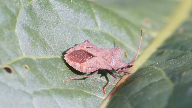 Coreus marginatus - közönséges karimáspoloska
