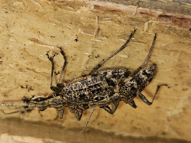 Rhagium inquisitor - fenyves-tövisescincér