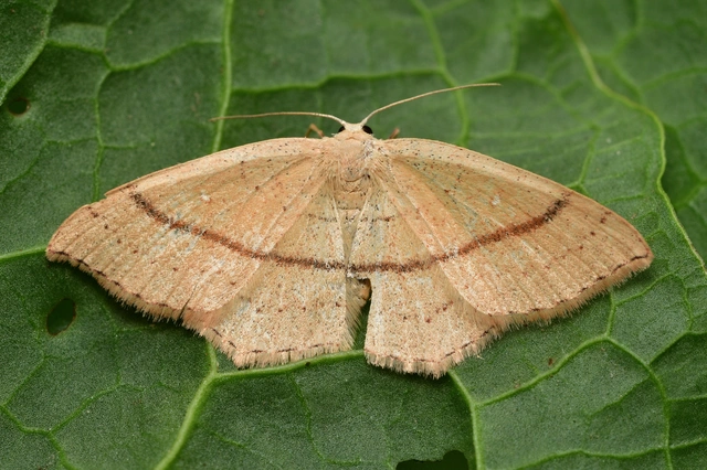 Cyclophora linearia - vonalas pettyesaraszoló