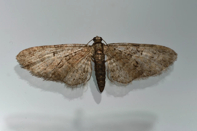 Eupithecia abbreviata - korai törpearaszoló