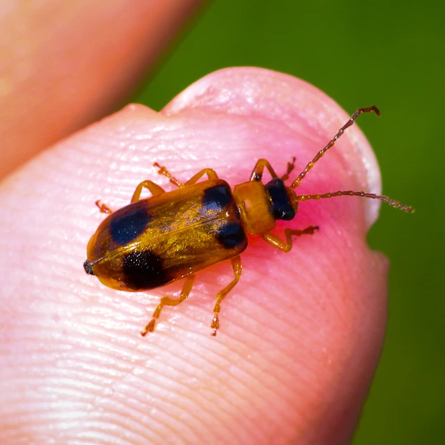 Phyllobrotica quadrimaculata - csukókalevelész