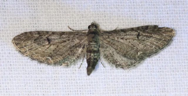 Eupithecia innotata - hegyesszárnyú törpearaszoló