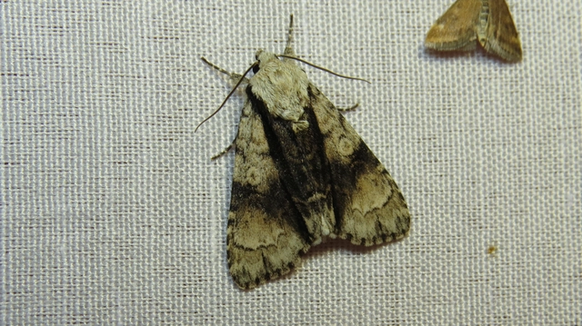 Acronicta alni - éger-szigonyosbagoly