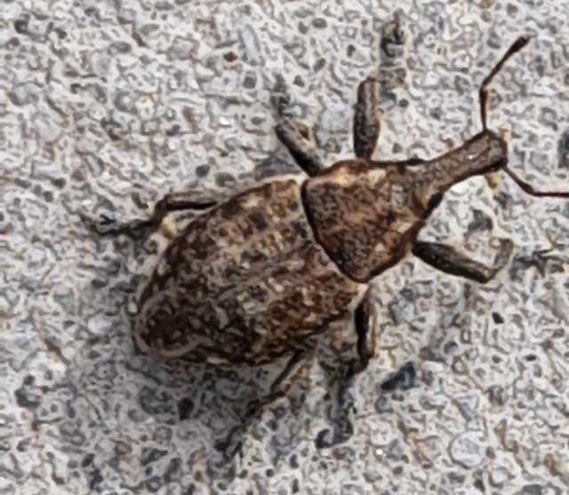 Lepyrus capucinus - pettyes fűzormányos