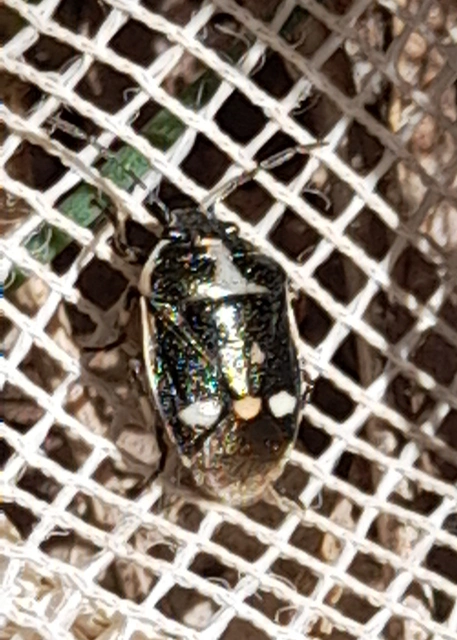 Eurydema oleracea - paréjpoloska Eurydema oleracea - paréjpoloska