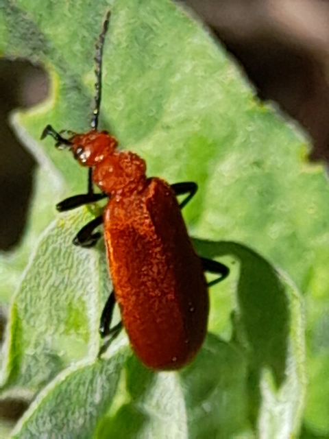 Pyrochroa serraticornis - közép-bíborbogár