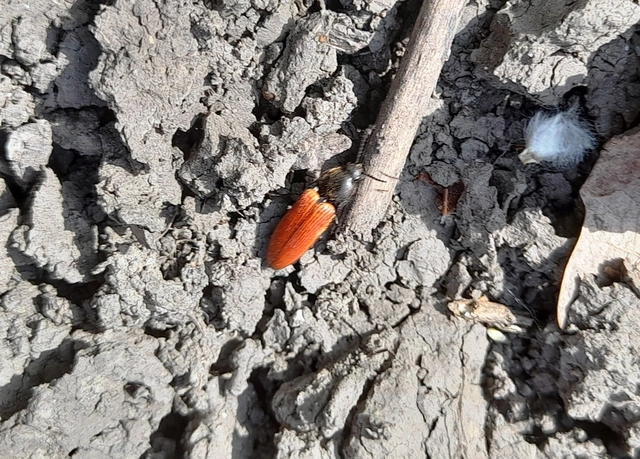 Ampedus