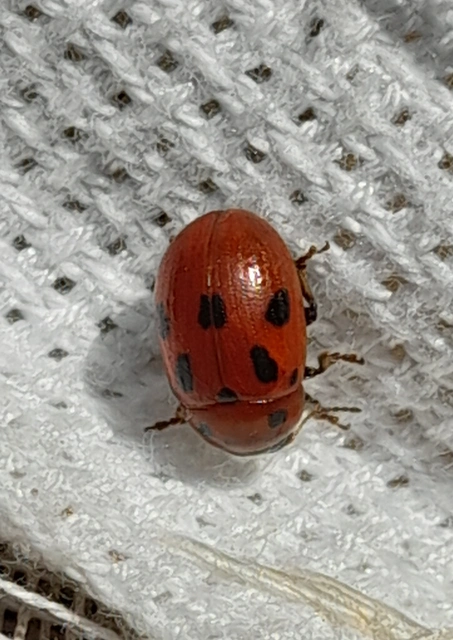 Gonioctena fornicata - közönséges lucernabogár