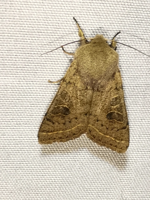 Orthosia gracilis - karcsú barkabagoly