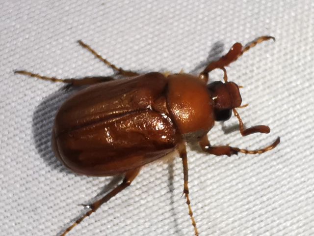 Holochelus aequinoctialis - tavaszeleji cserebogár