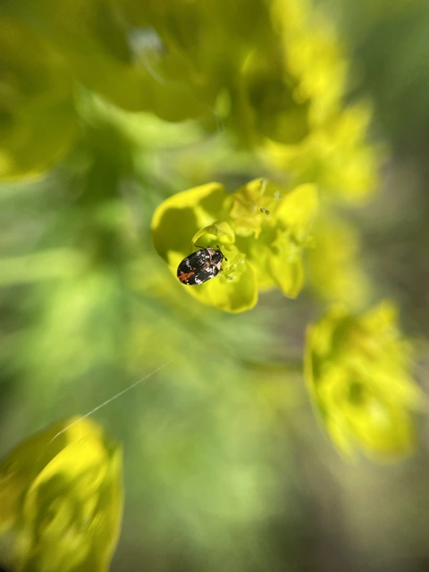 Anthrenus scrophulariae - nagy múzeumbogár