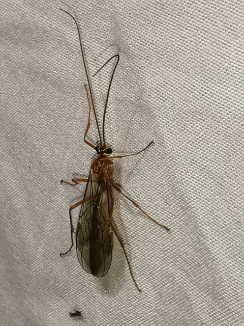 Ophion obscuratus
