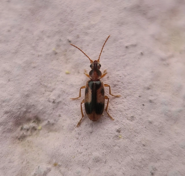 Notoxus monoceros - sárgahasú nyakszarvúbogár