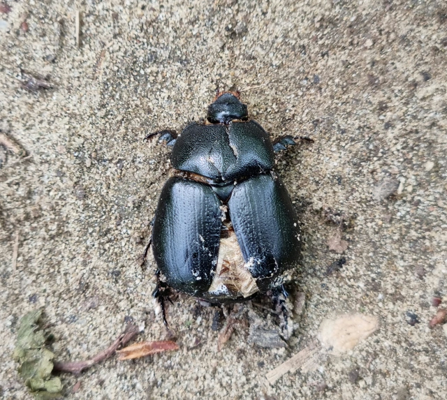 Pentodon idiota - butabogár