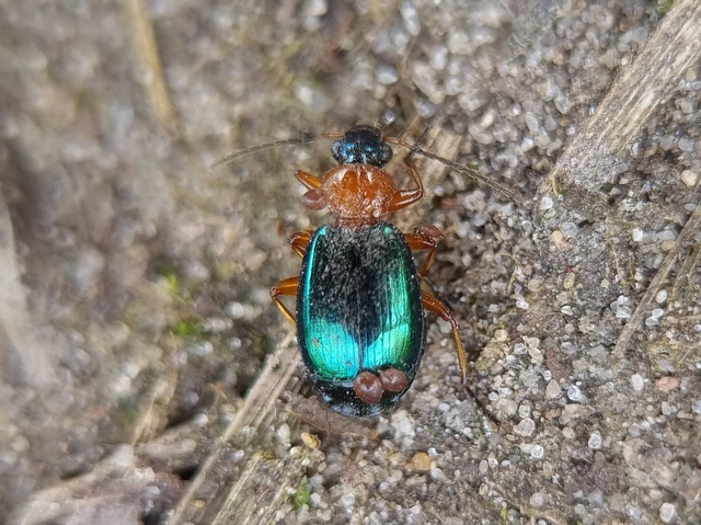 Lebia chlorocephala - díszes cserjefutó
