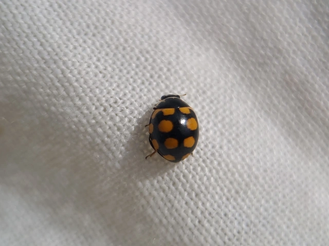 Coccinula quatuordecimpustulata - feketesárga katóka