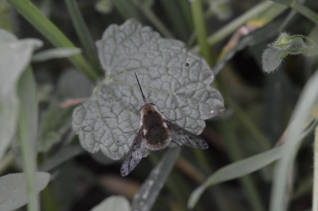 Bombylius medius - fehérfarú pöszörlégy
