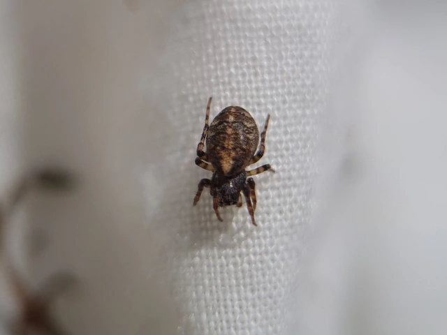 Cercidia prominens - pajzsos keresztespók
