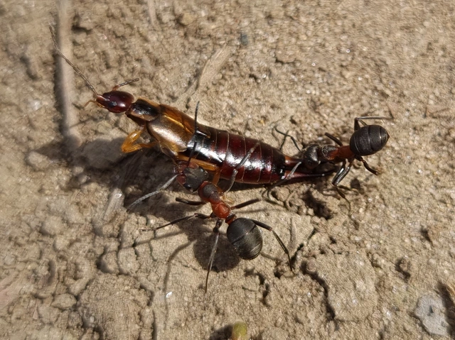 Formica pratensis - réti vöröshangya