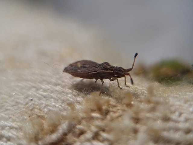 Spathocera