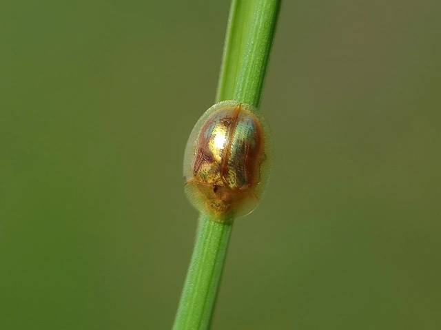 Cassida subreticulata - aranyfényű pajzsbogár Cassida subreticulata - aranyfényű pajzsbogár