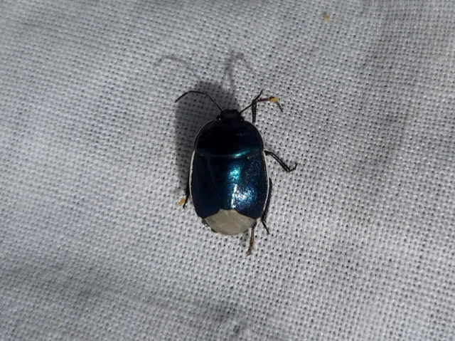 Canthophorus