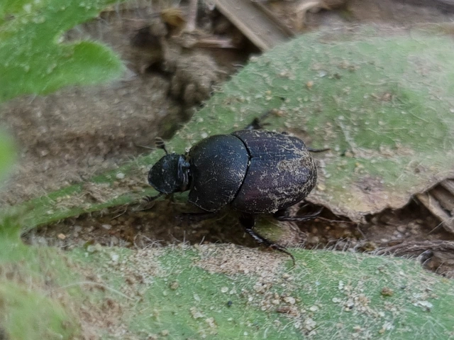 Onthophagus verticicornis - fekete trágyatúró