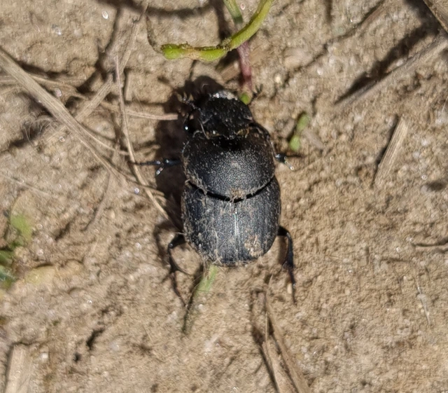 Onthophagus verticicornis - fekete trágyatúró