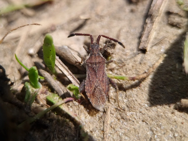 Coriomeris