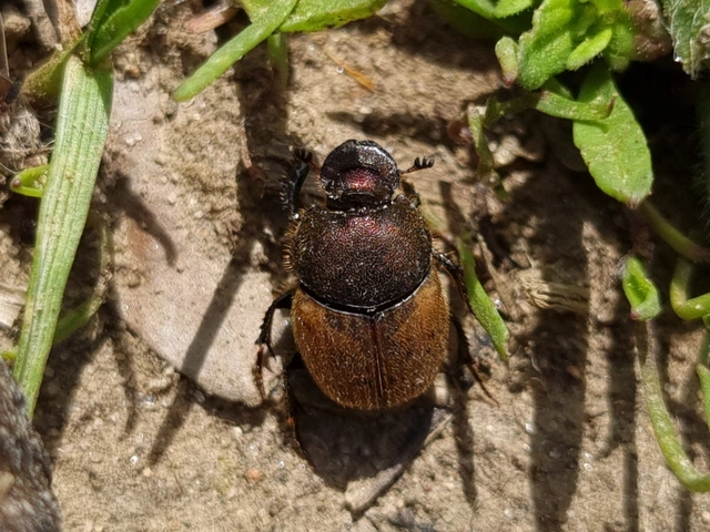 Onthophagus coenobita - rezes trágyatúró