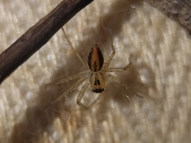 Oxyopes