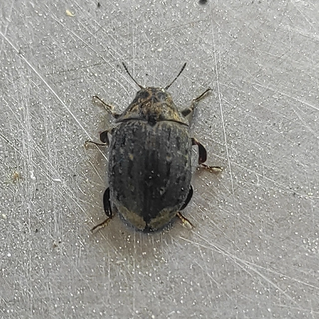Byrrhus pilula - közönséges labdacsbogár