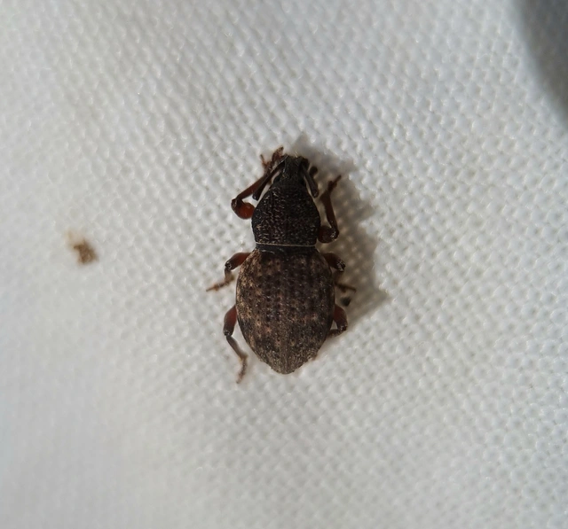 Otiorhynchus raucus - molyhos gyalogormányos