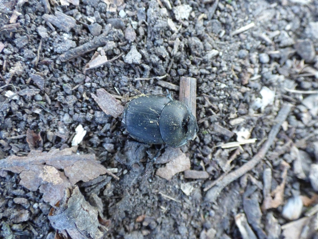 Onthophagus verticicornis - fekete trágyatúró
