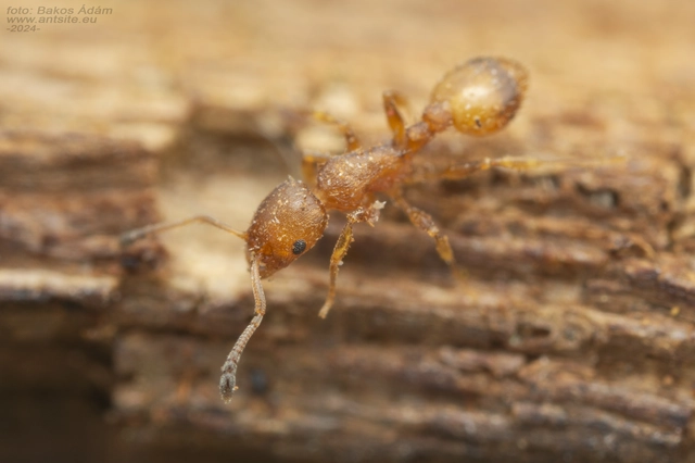 Temnothorax unifasciatus - gyűrűs kéreghangya