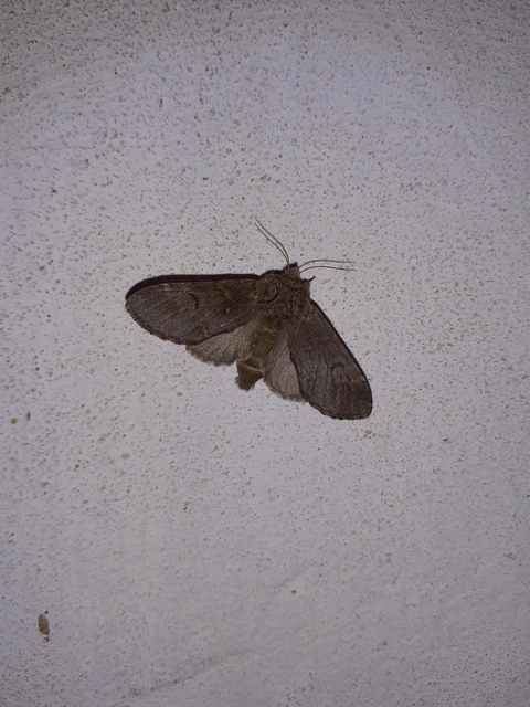 Drymonia ruficornis - cserfa-púposszövő