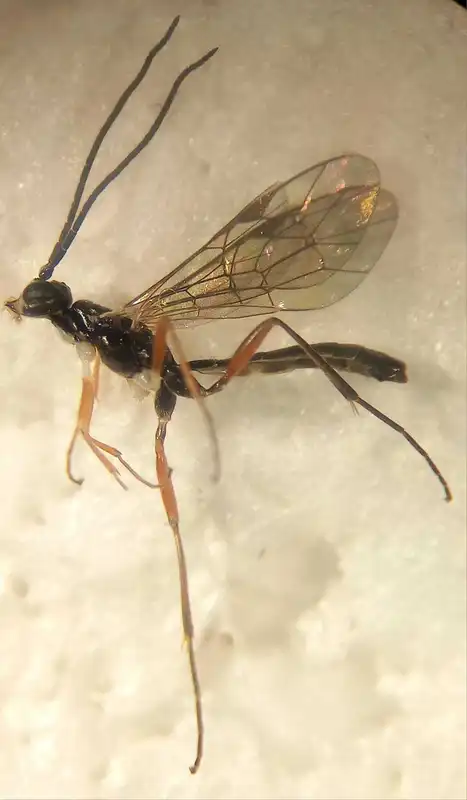 Helcostizus restaurator