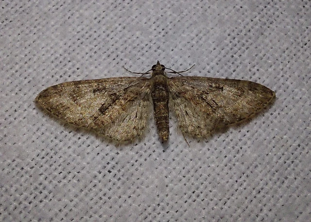 Eupithecia abbreviata - korai törpearaszoló